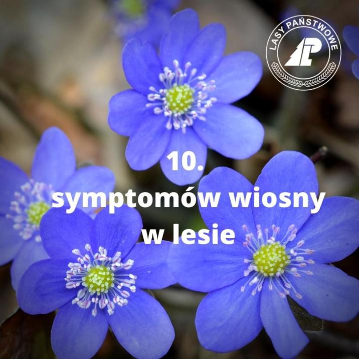 10&#x20;symptomów&#x20;wiosny&#x20;w&#x20;lesie&#x2c;&#x20;przylaszczka&#x20;pospolita